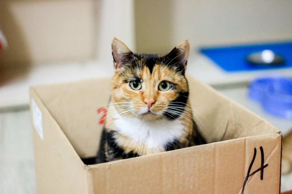 pexels-photo-36279715-36279715 Charming calico cat sitting in a cardboard box, indoors, with a curious expression.
